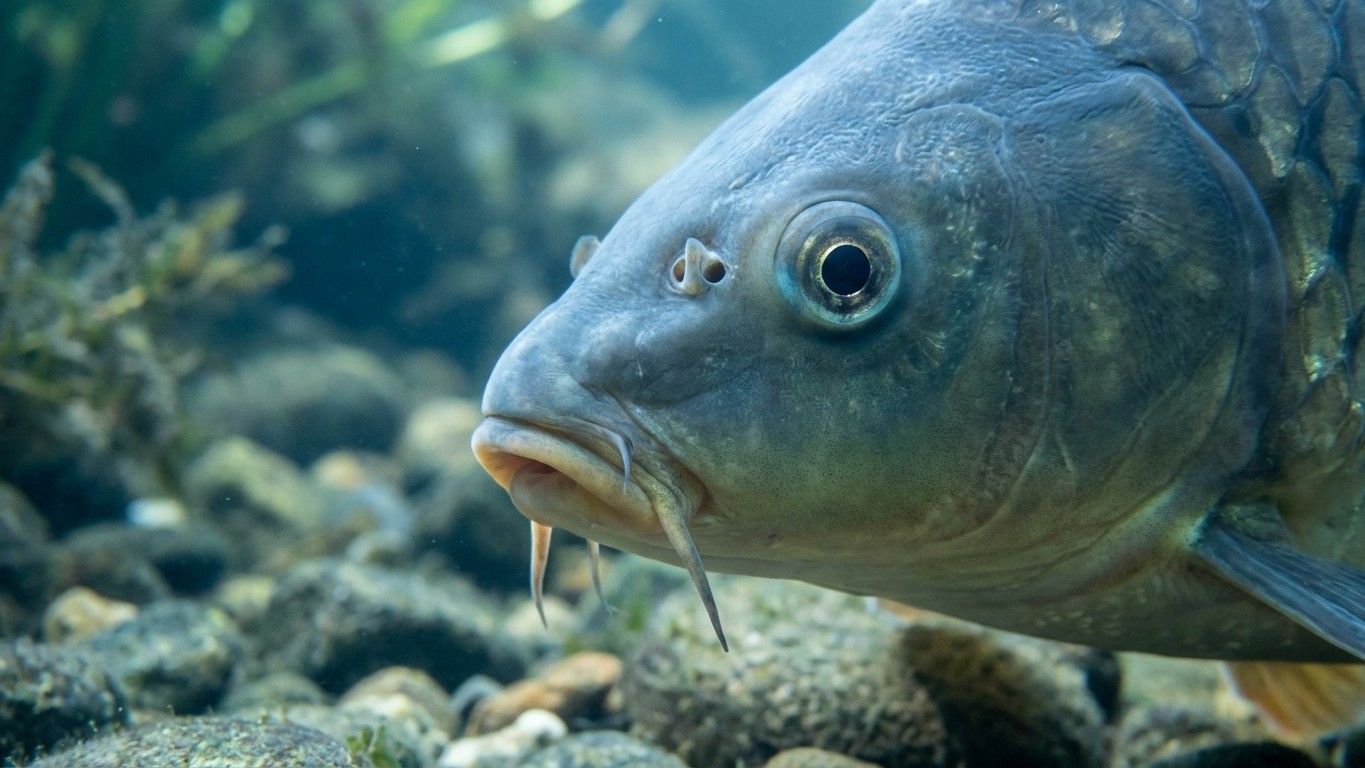 Ces petits fils sous la bouche de la carpe ne servent pas à ce que vous croyez