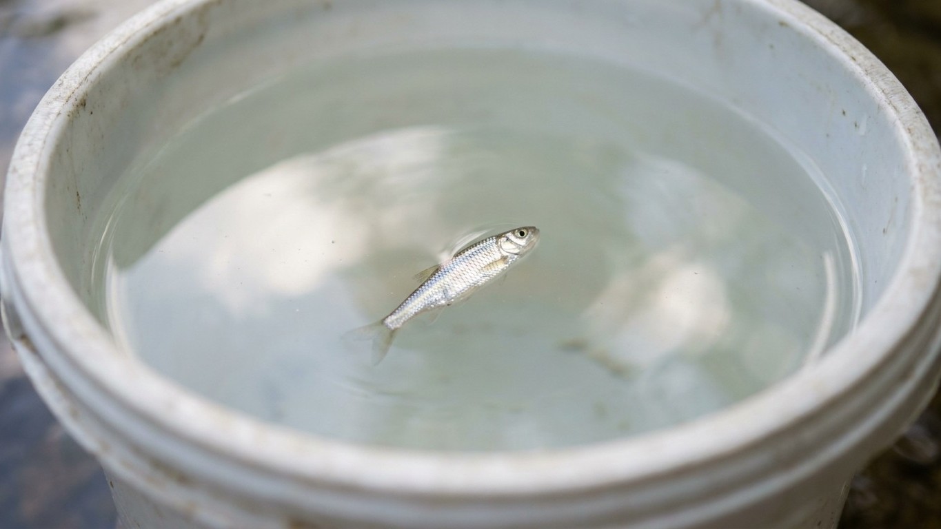 « Ne remplis jamais ton seau au robinet » : un vieux pêcheur a vu mes vairons flotter et m'a montré l'eau