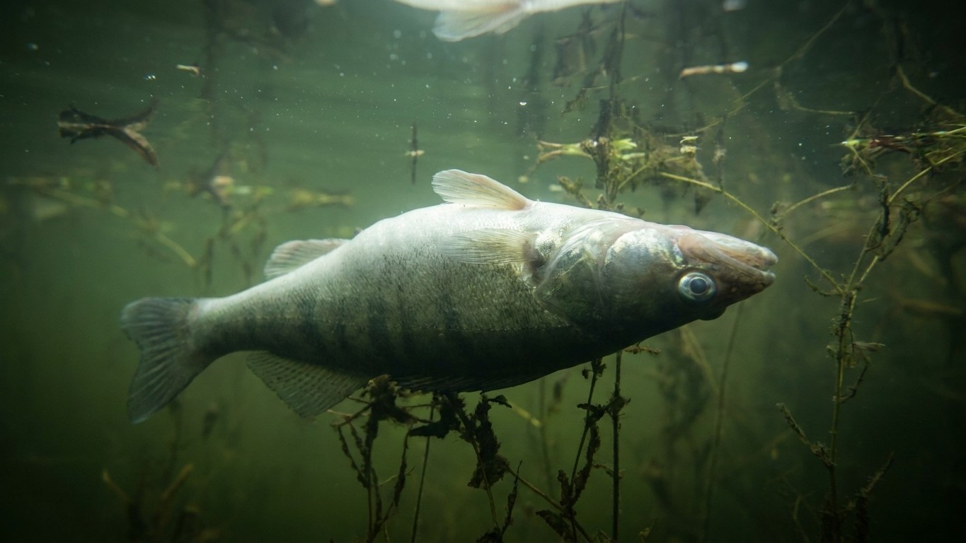 « Je pensais qu’il repartait très bien » : pourquoi un sandre remonté de 10 mètres flotte sur le flanc quelques minutes pl...